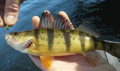 Perch Fishing Tips and Techniques Guaranteed to Increase.